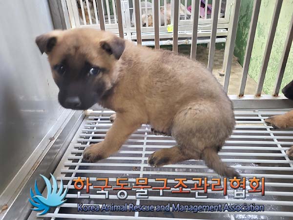 한국동물구조관리협회_411312202400361