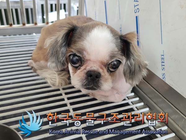 한국동물구조관리협회_411315202400186