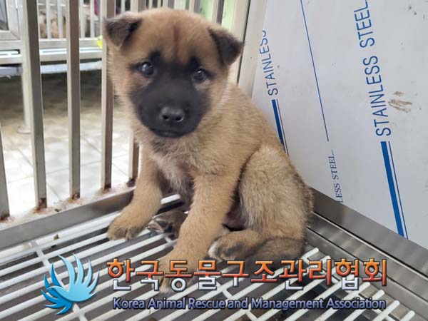 한국동물구조관리협회_411312202400362