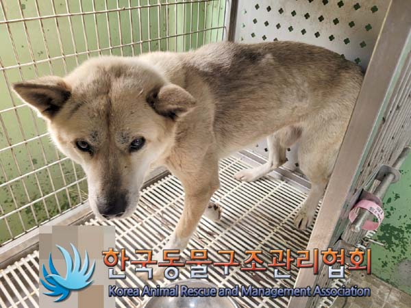 한국동물구조관리협회_441559202400392