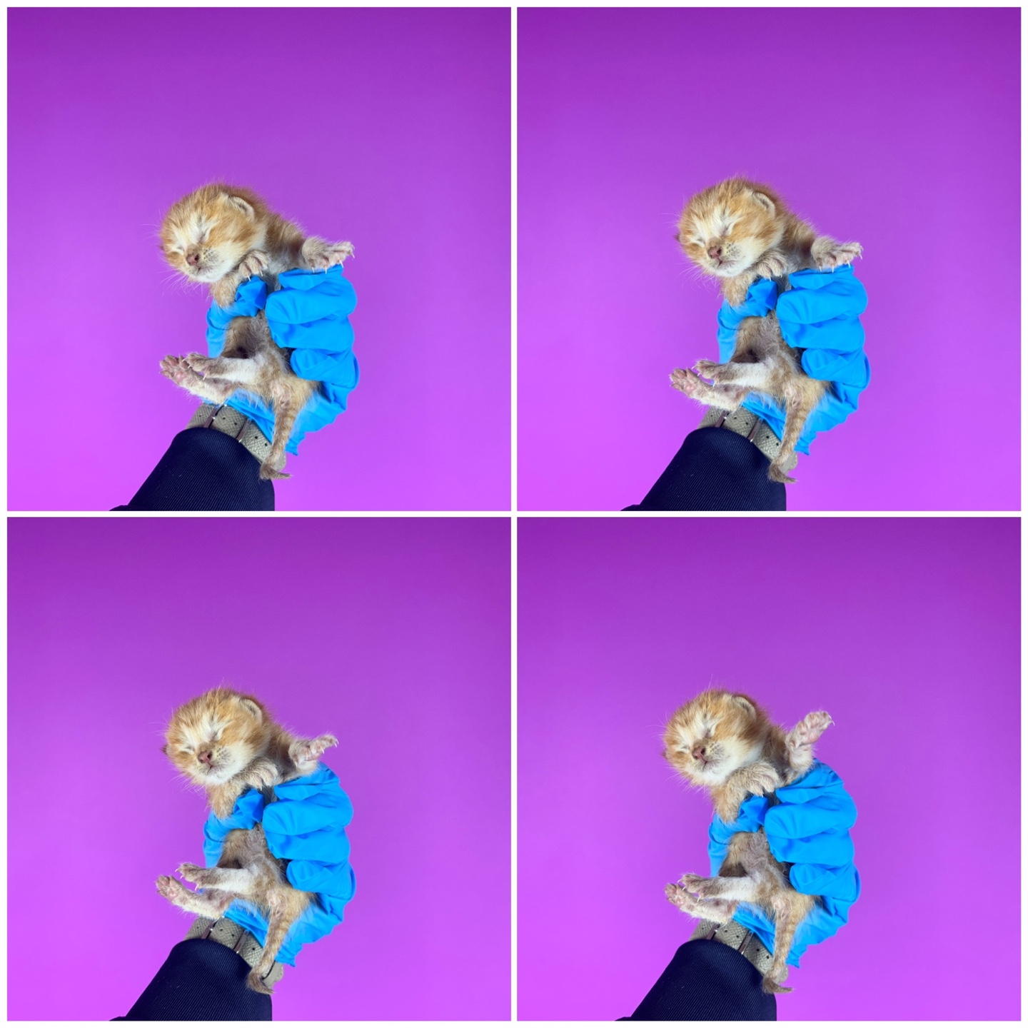천안시 동물보호센터_444449202400779