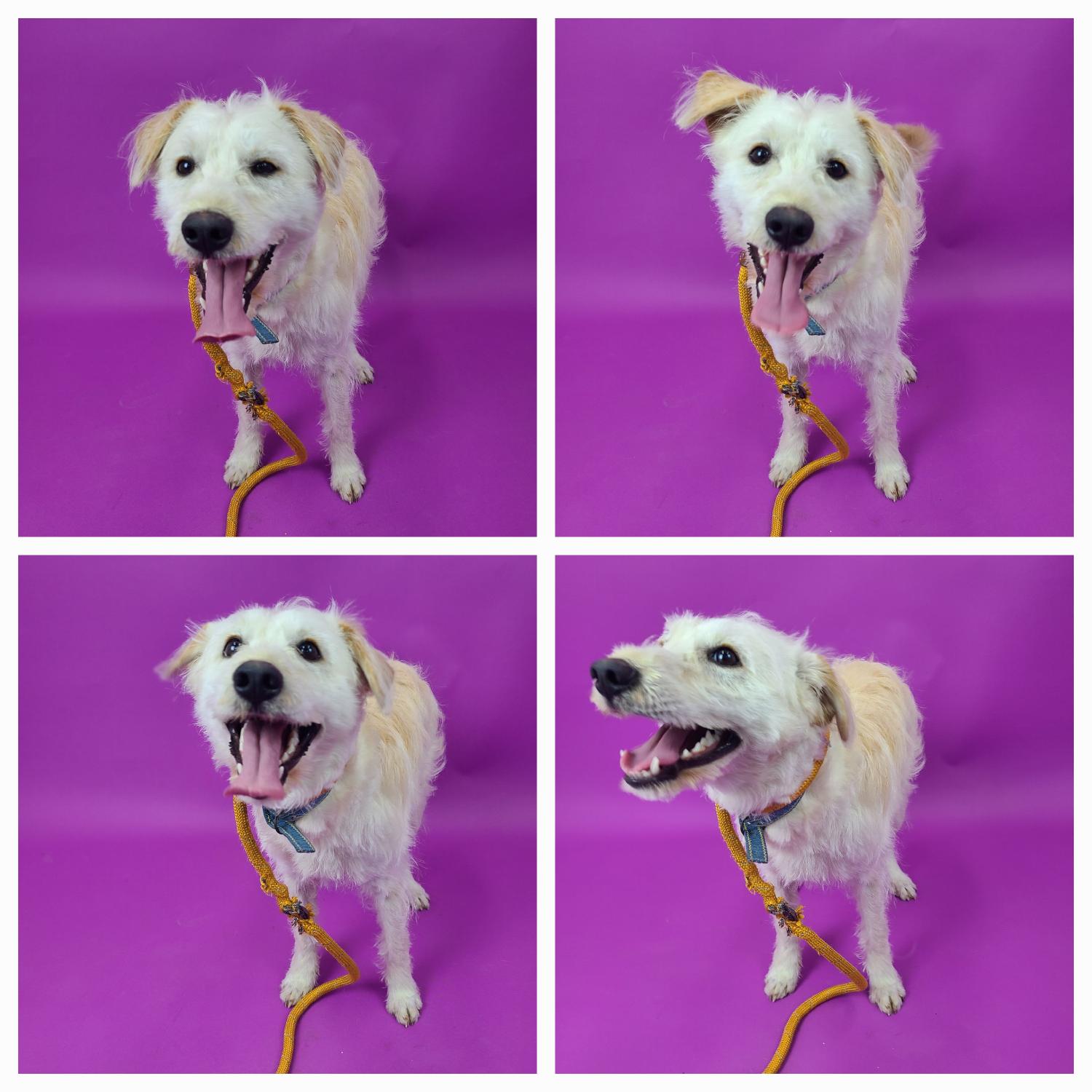 천안시 동물보호센터_444449202400777