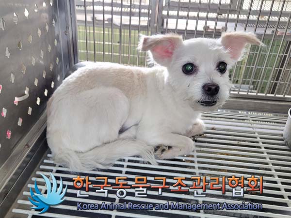 한국동물구조관리협회_441382202400343