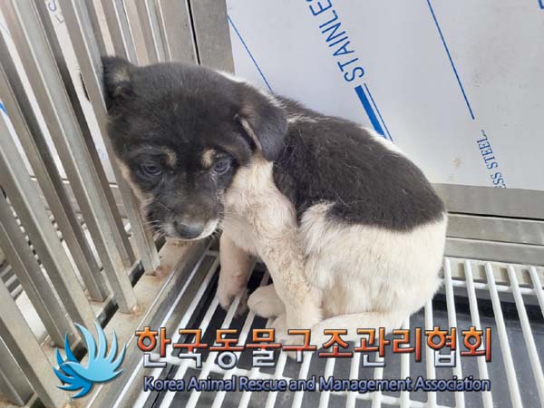한국동물구조관리협회_441409202400458