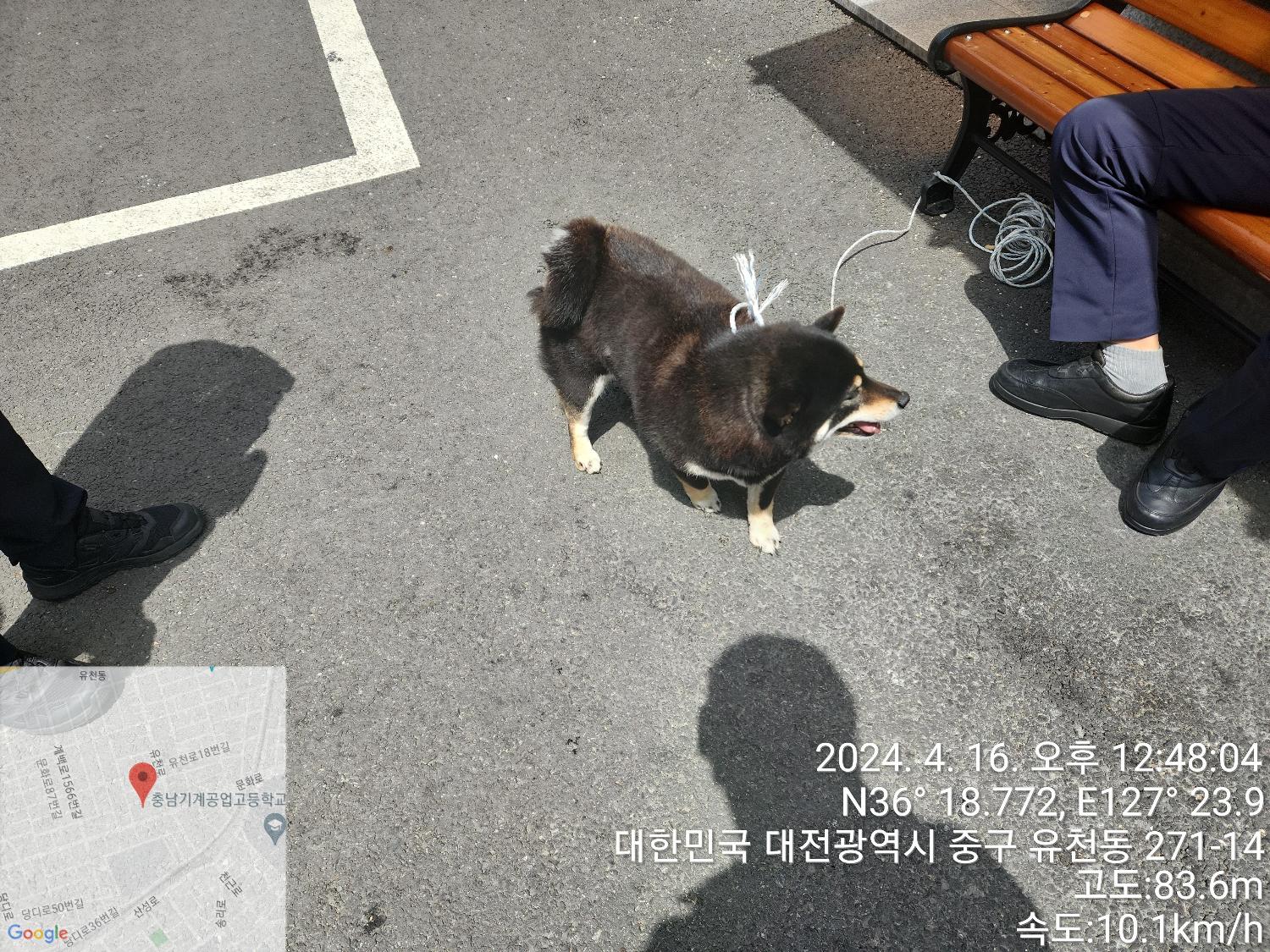 대전동물보호센터_430365202400109