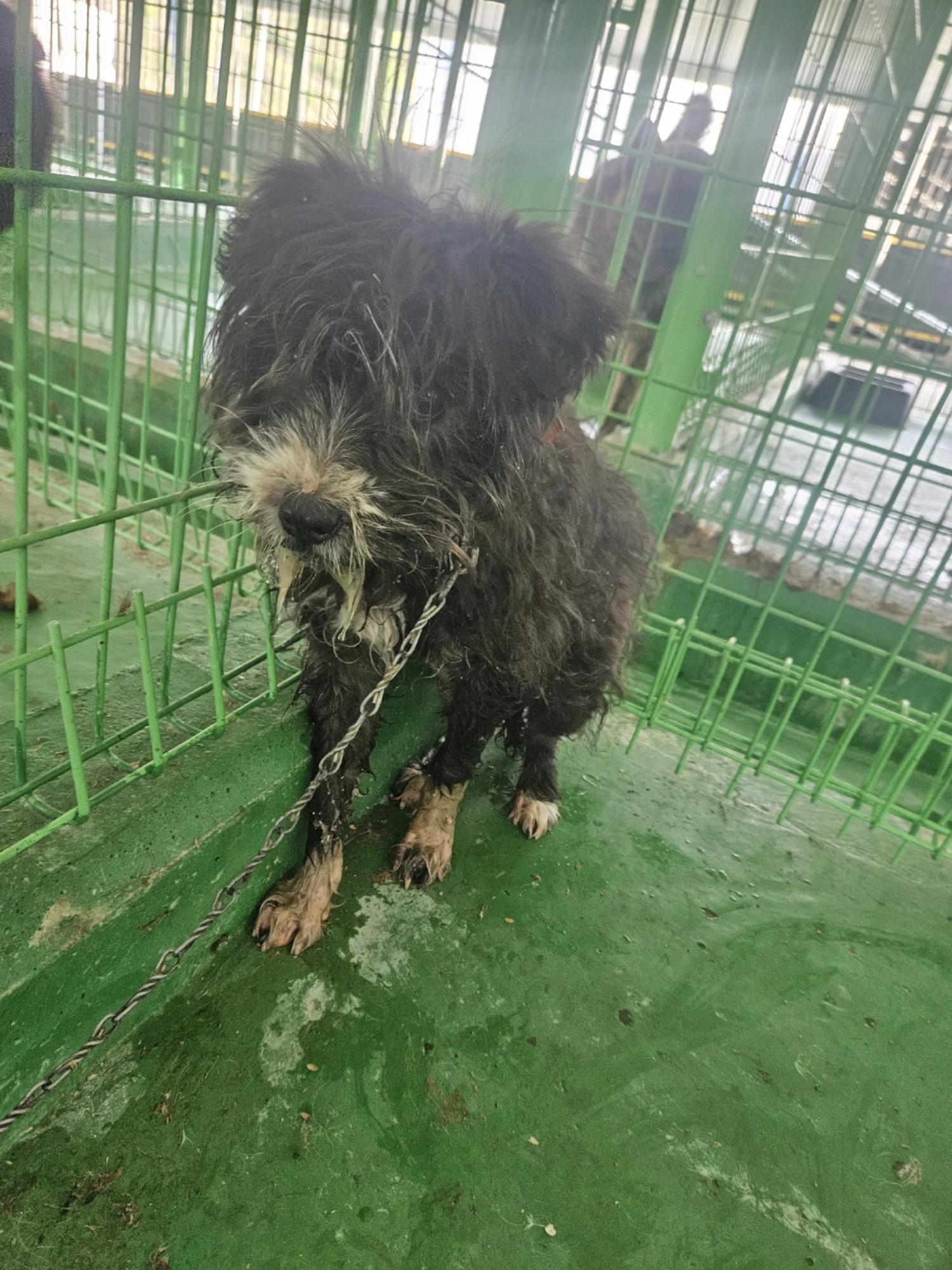 진안군유기동물보호소_445473202400240