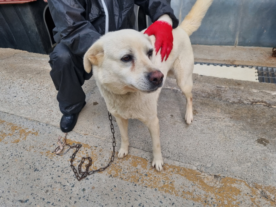 양산시 동물보호센터_448538202400251