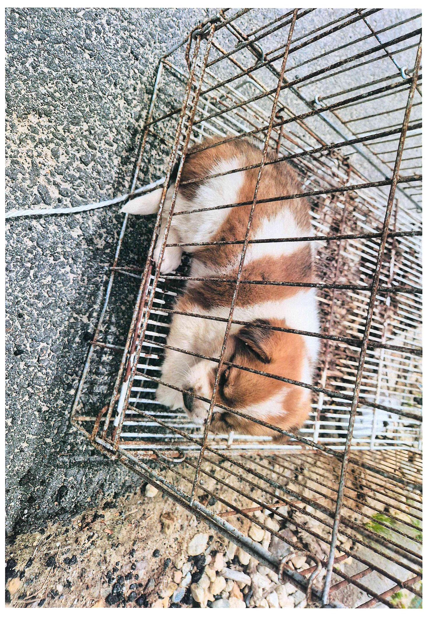 하나동물병원_445470202400532