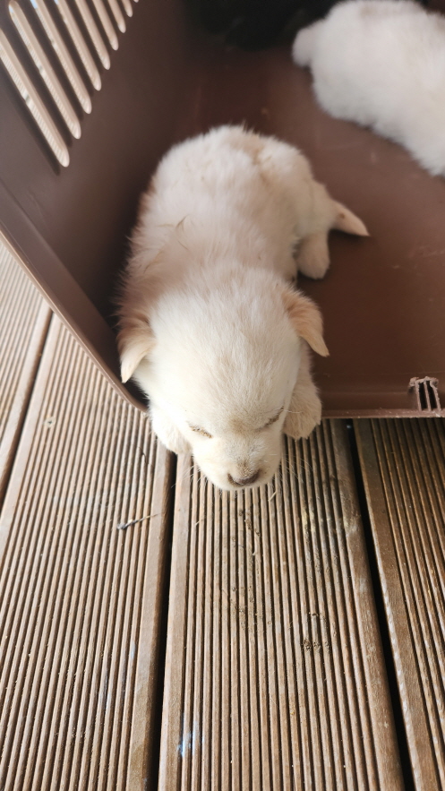 익산유기동물보호소_445468202401003