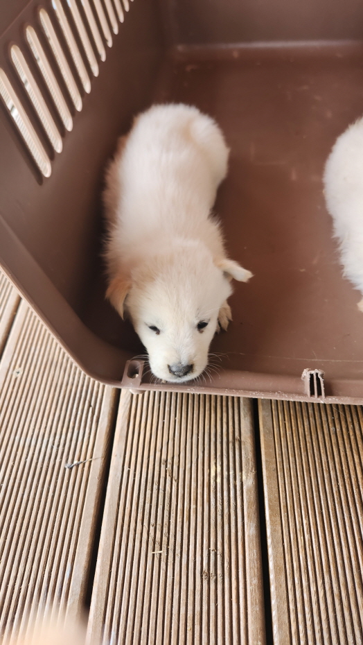 익산유기동물보호소_445468202401001