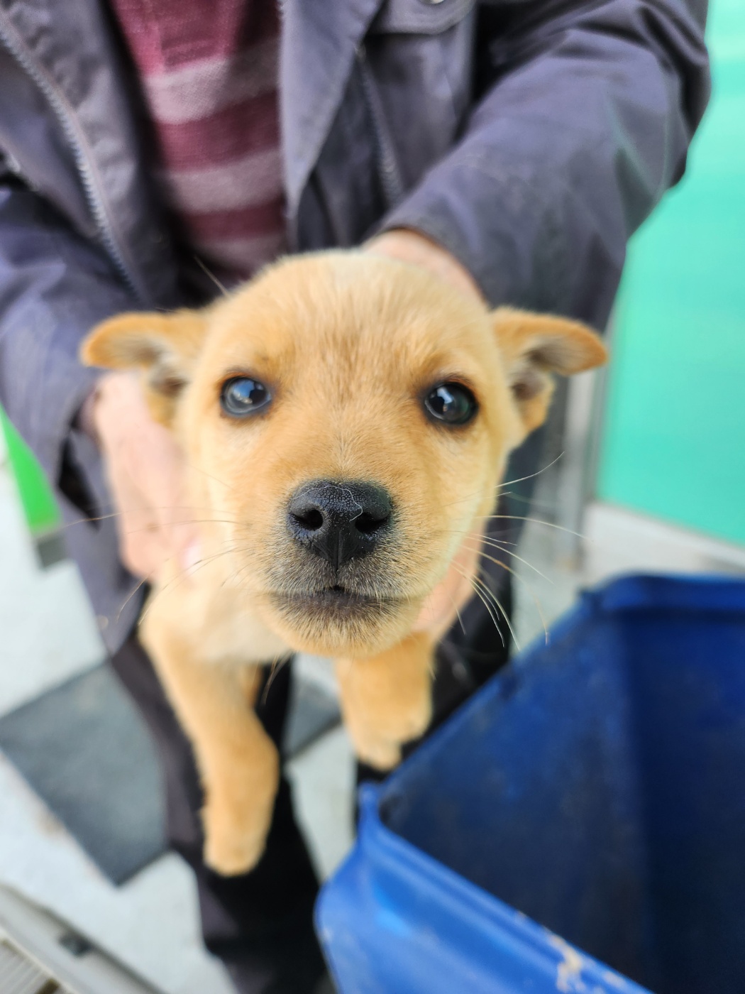 예산동물보호센터_444461202400312