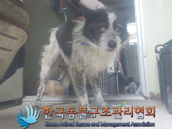 한국동물구조관리협회_441559202400395