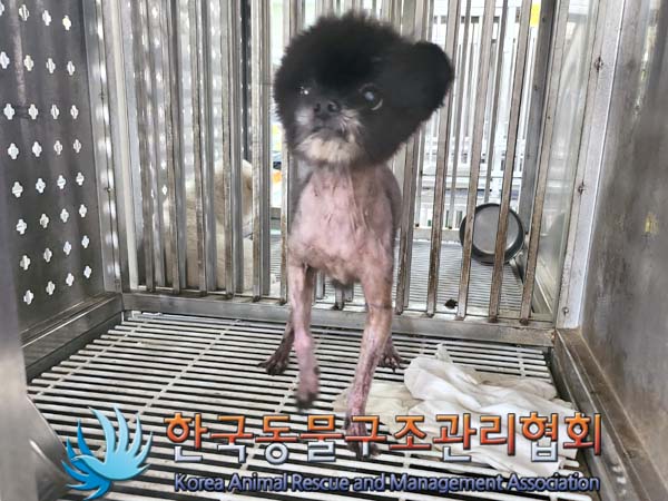 종료(반환) 포메라…