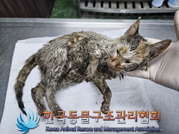 종료(자연사) 한국…