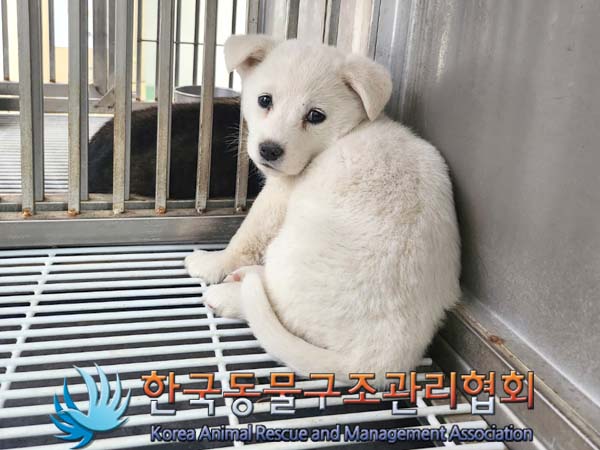 한국동물구조관리협회_441406202400647