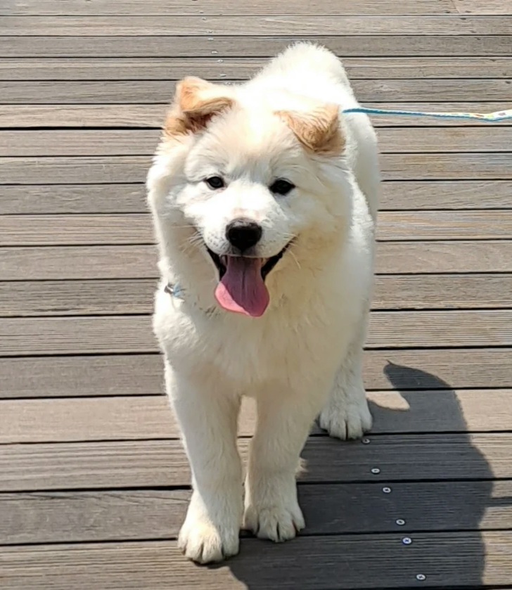 보호중 믹스견의 가…