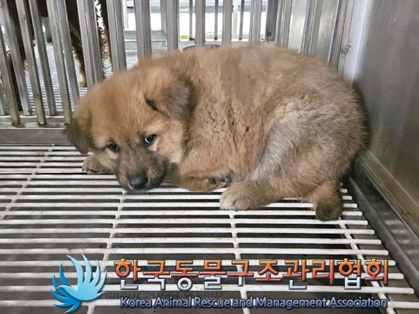 한국동물구조관리협회_441406202400649
