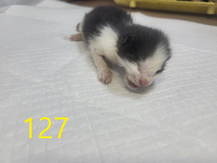 신영재동물병원_428355202400218