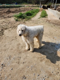 영주시 동물보호센터_447509202400114