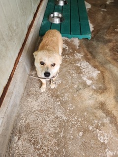 영주시 동물보호센터_447509202400117