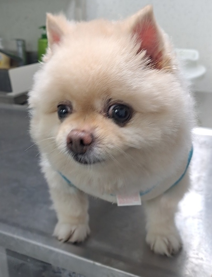 종료(반환) 포메라…