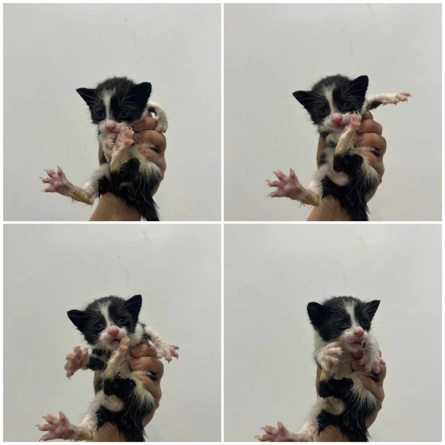 천안시 동물보호센터_444449202400792