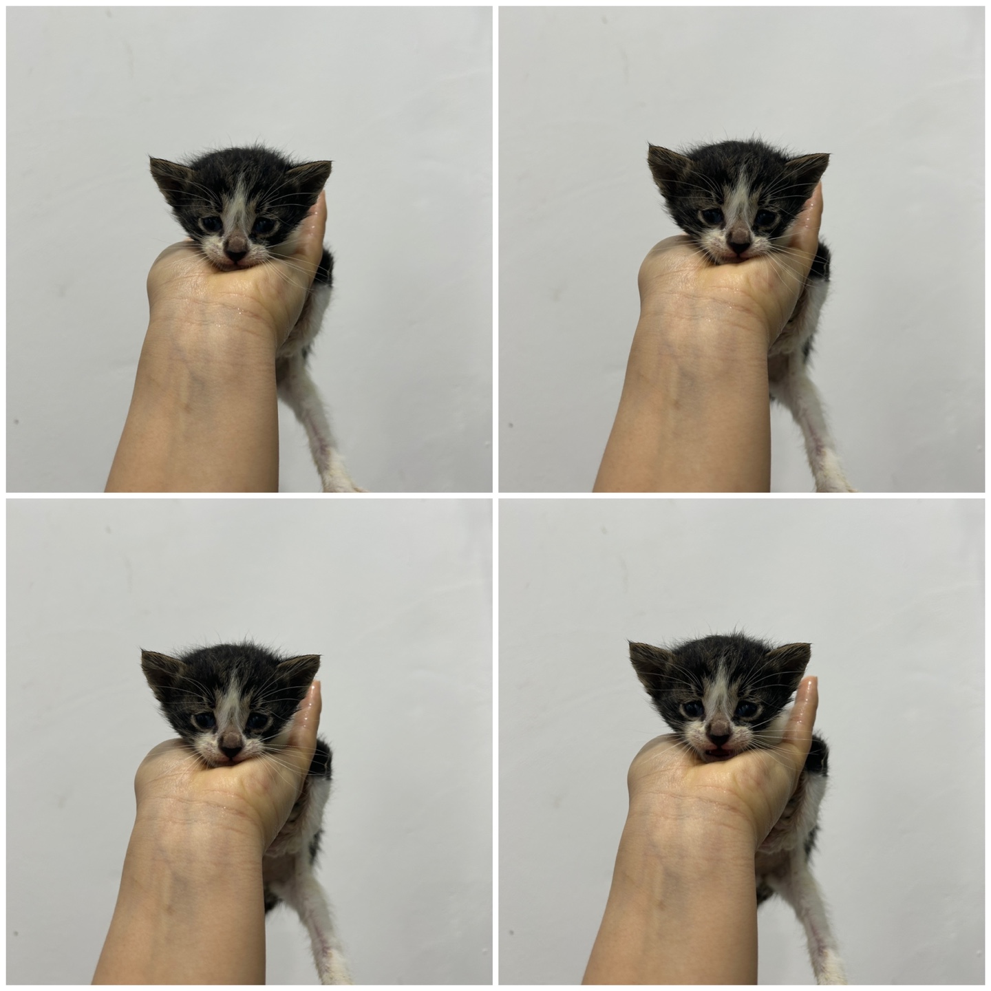 천안시 동물보호센터_444449202400793