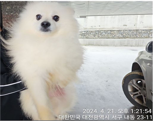 대전동물보호센터_430366202400158