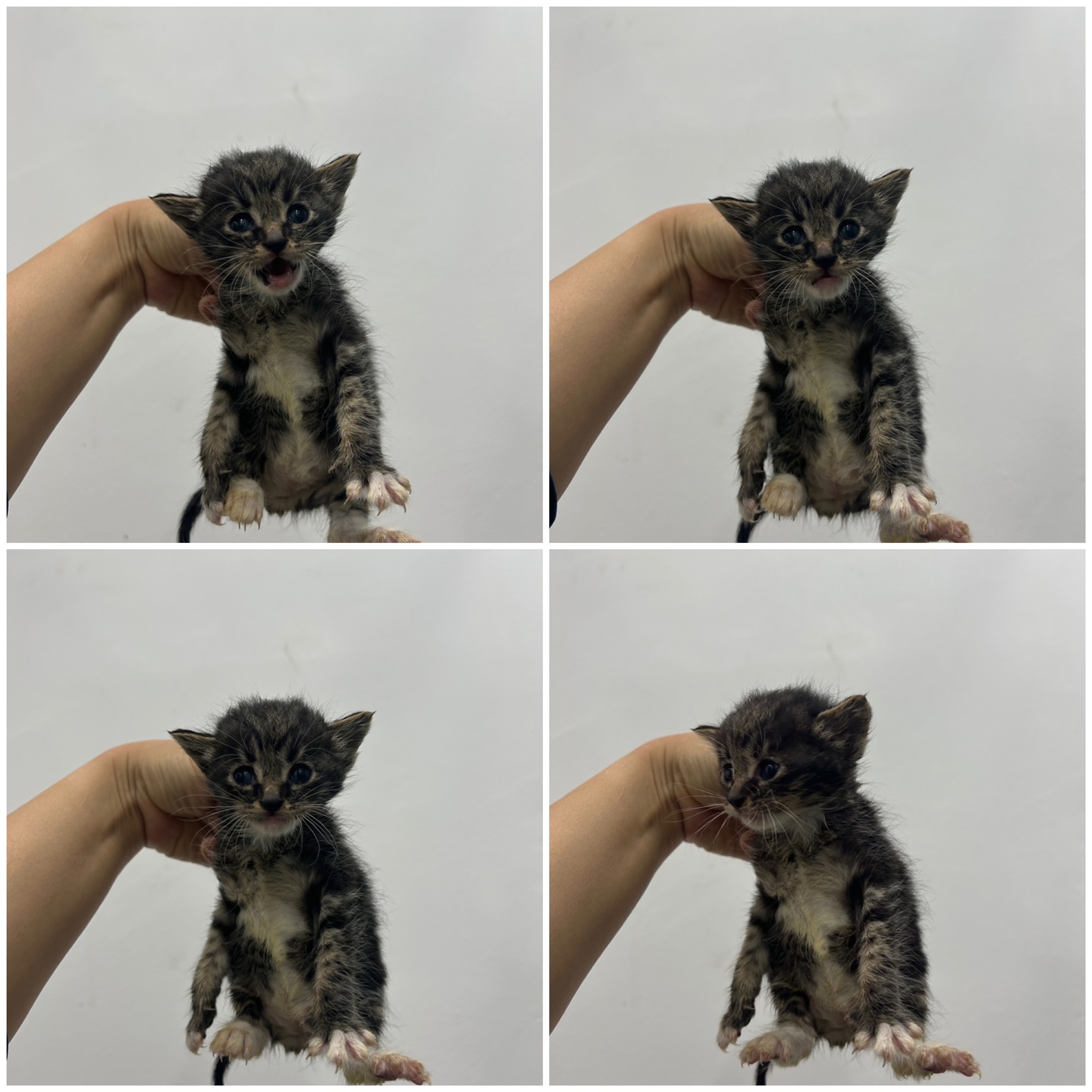 천안시 동물보호센터_444449202400795
