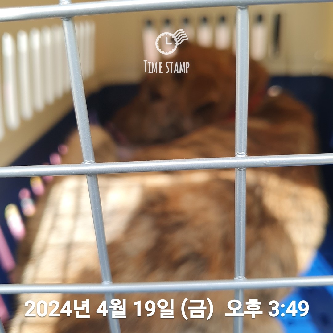 울산유기동물보호센터_431370202400206