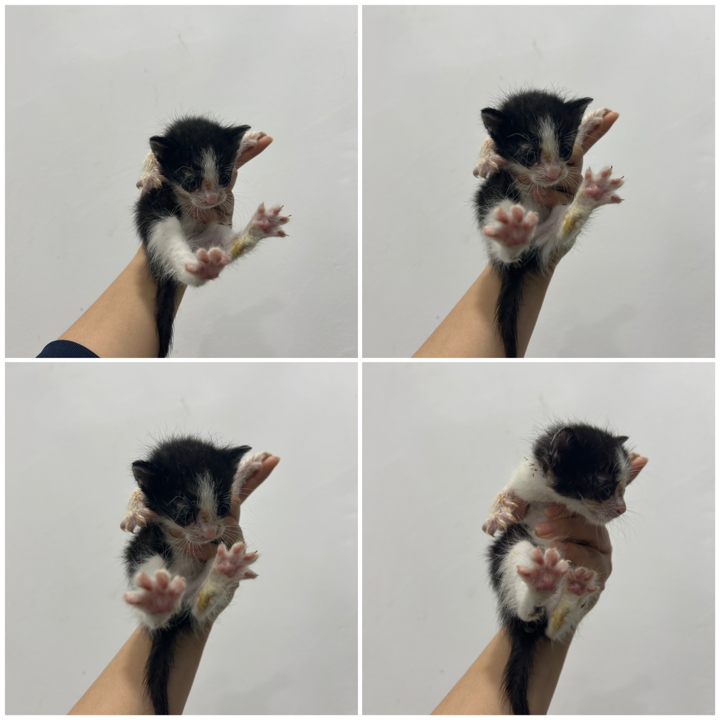 천안시 동물보호센터_444449202400791