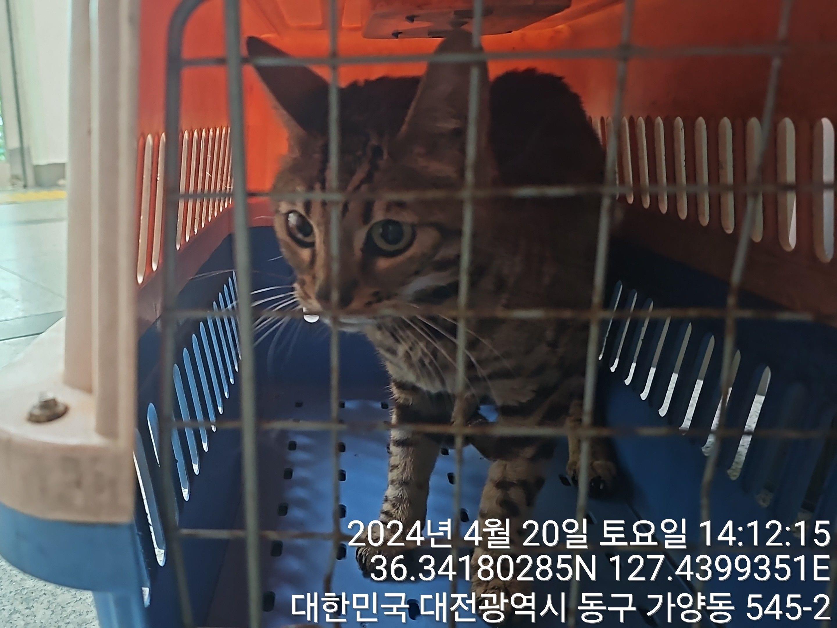 대전동물보호센터_430364202400105