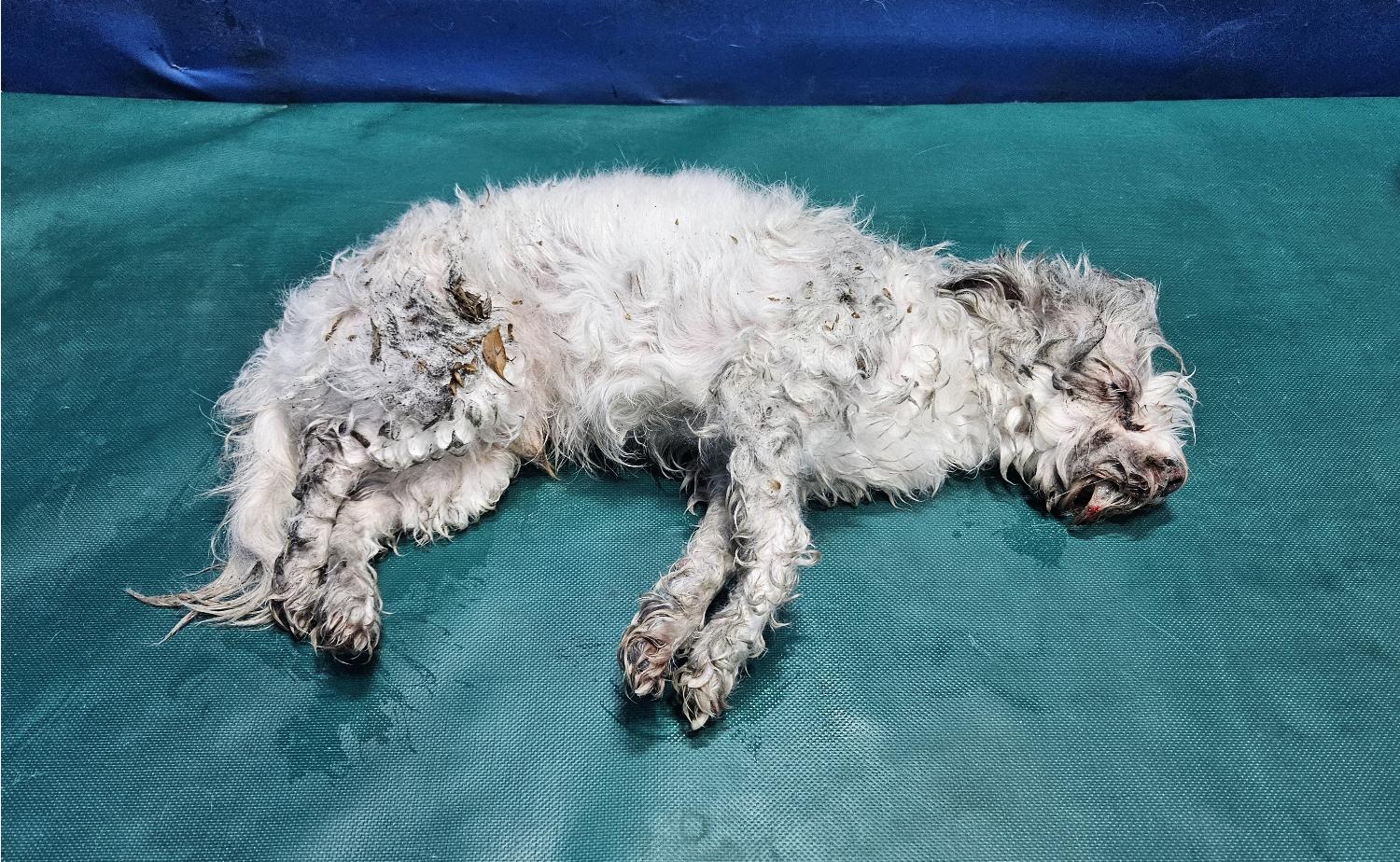 경산시유기동물보호소_447513202400199
