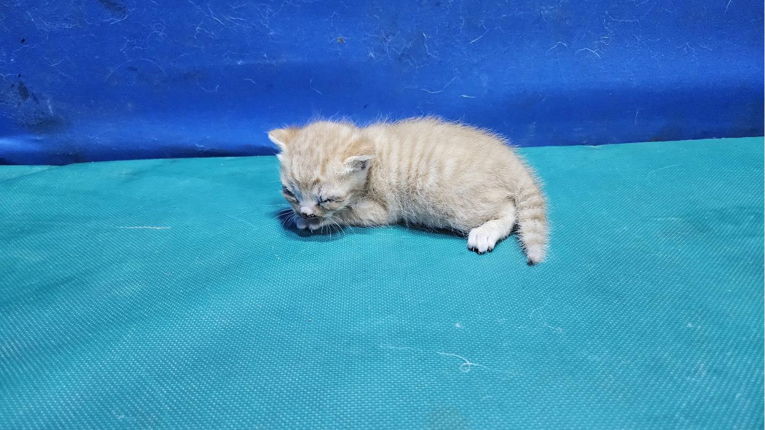 경산시유기동물보호소_447513202400198