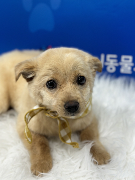 춘천시 동물보호센터_442418202400323