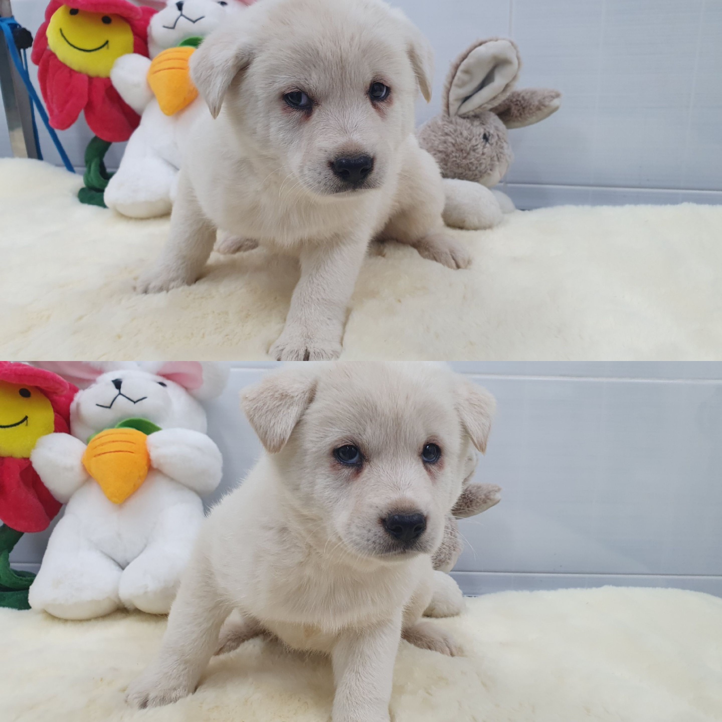 경주동물사랑보호센터_447505202400344