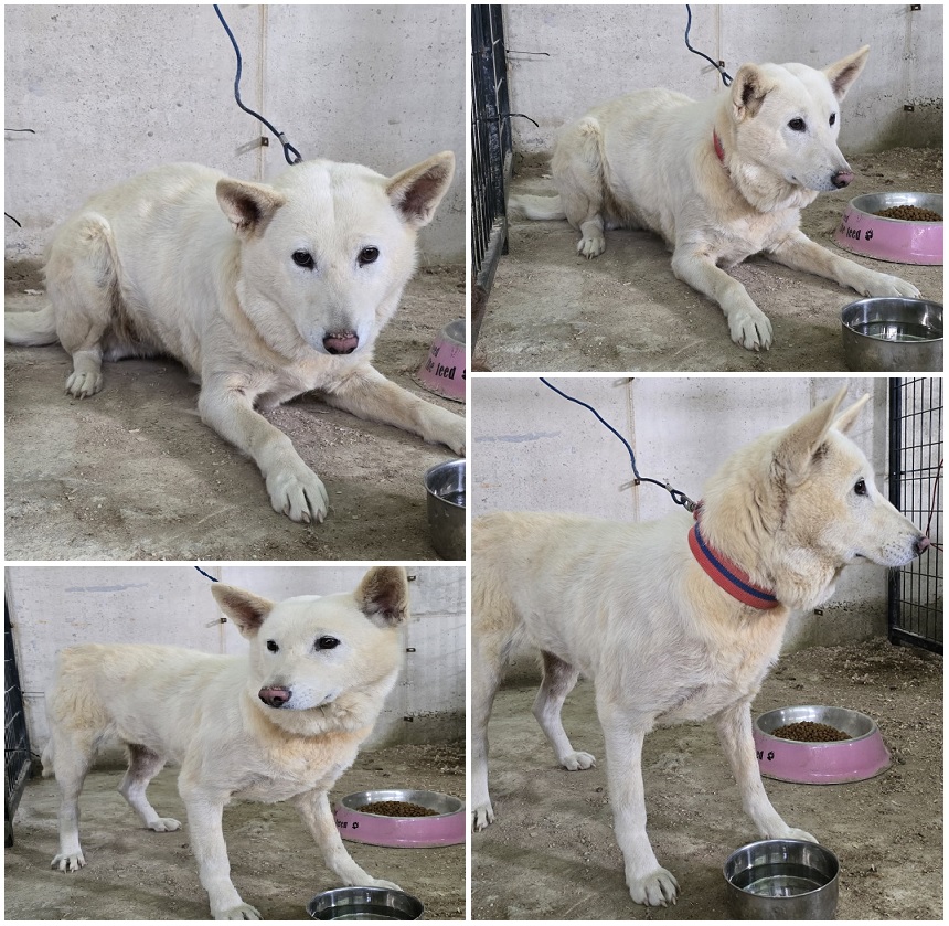 무안군유기동물보호소_446495202400222