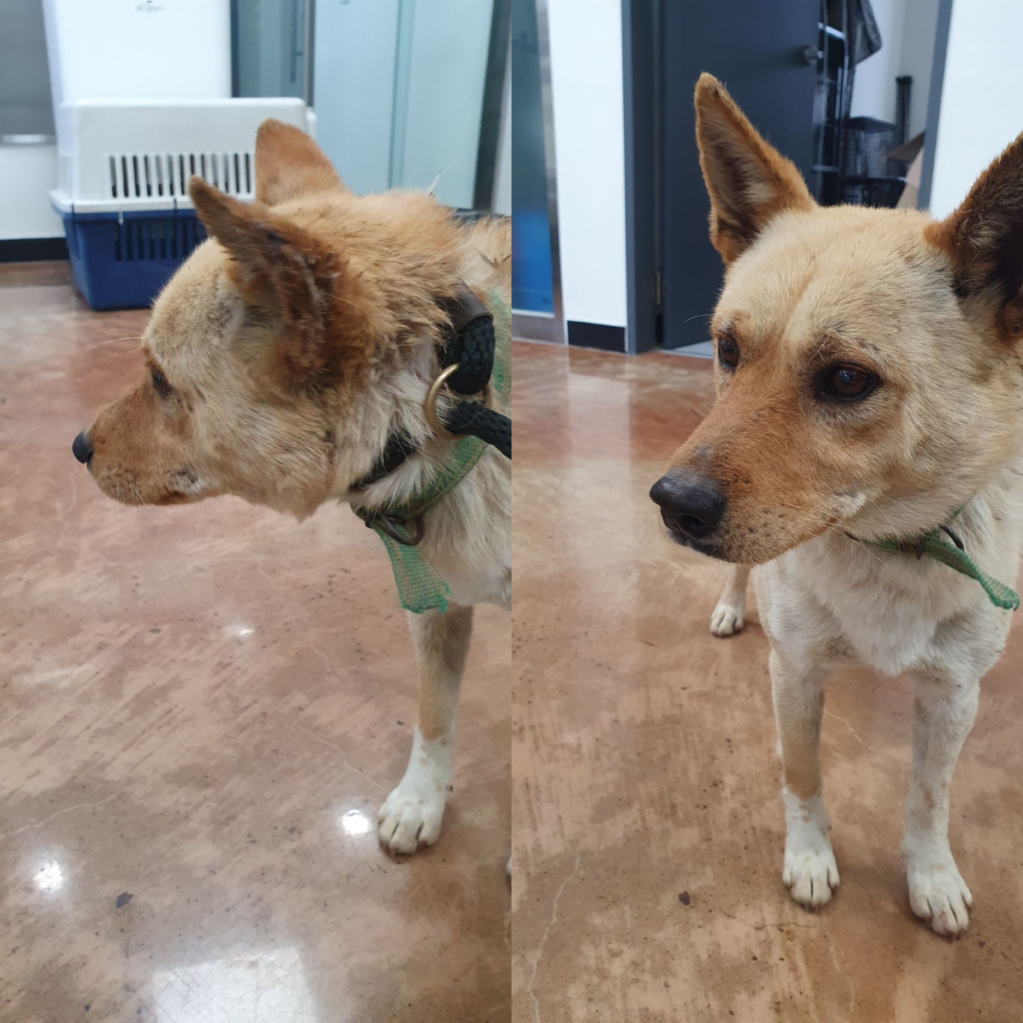 경주동물사랑보호센터_447505202400351