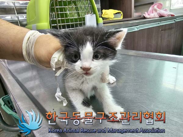 한국동물구조관리협회_411316202400220