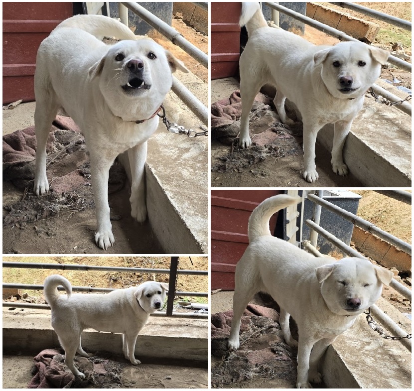 무안군유기동물보호소_446495202400221