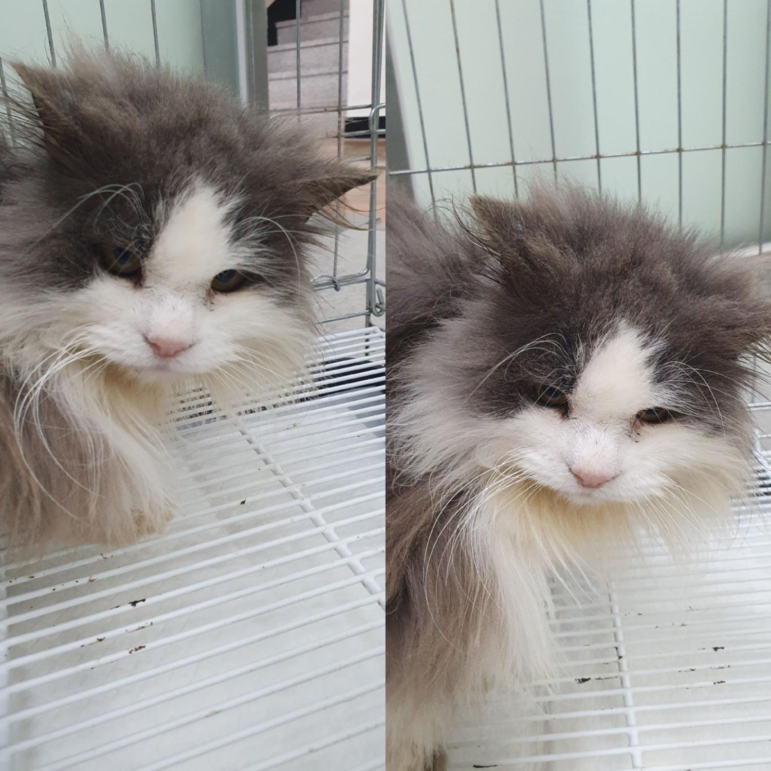 경주동물사랑보호센터_447505202400352