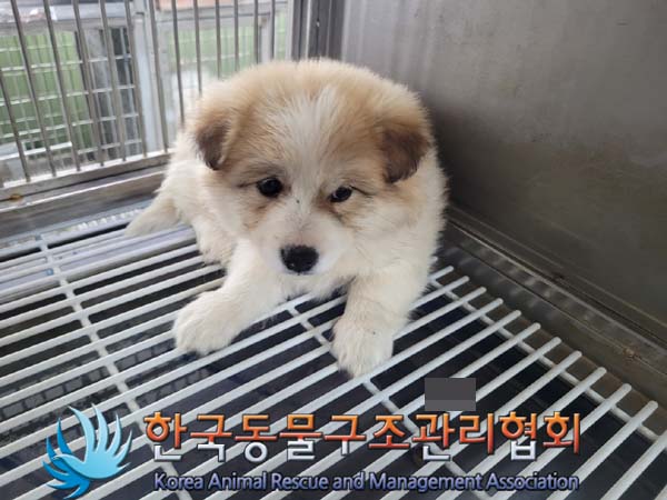 한국동물구조관리협회_441560202400434