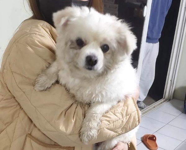 종료(반환) 믹스견…