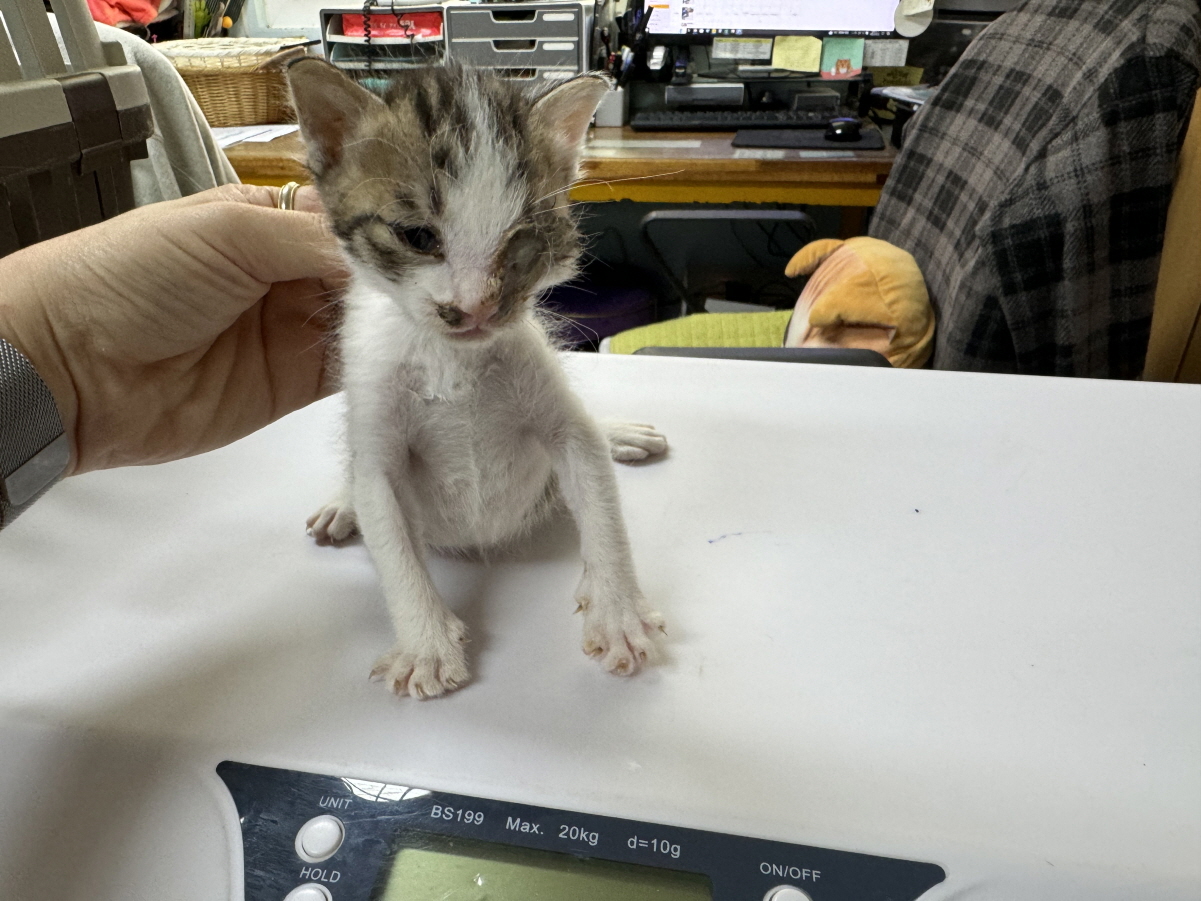 광주 동물보호소_429361202400140