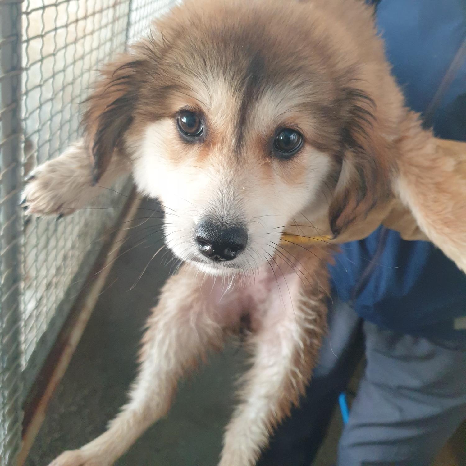 남양동물보호센터_441553202401532