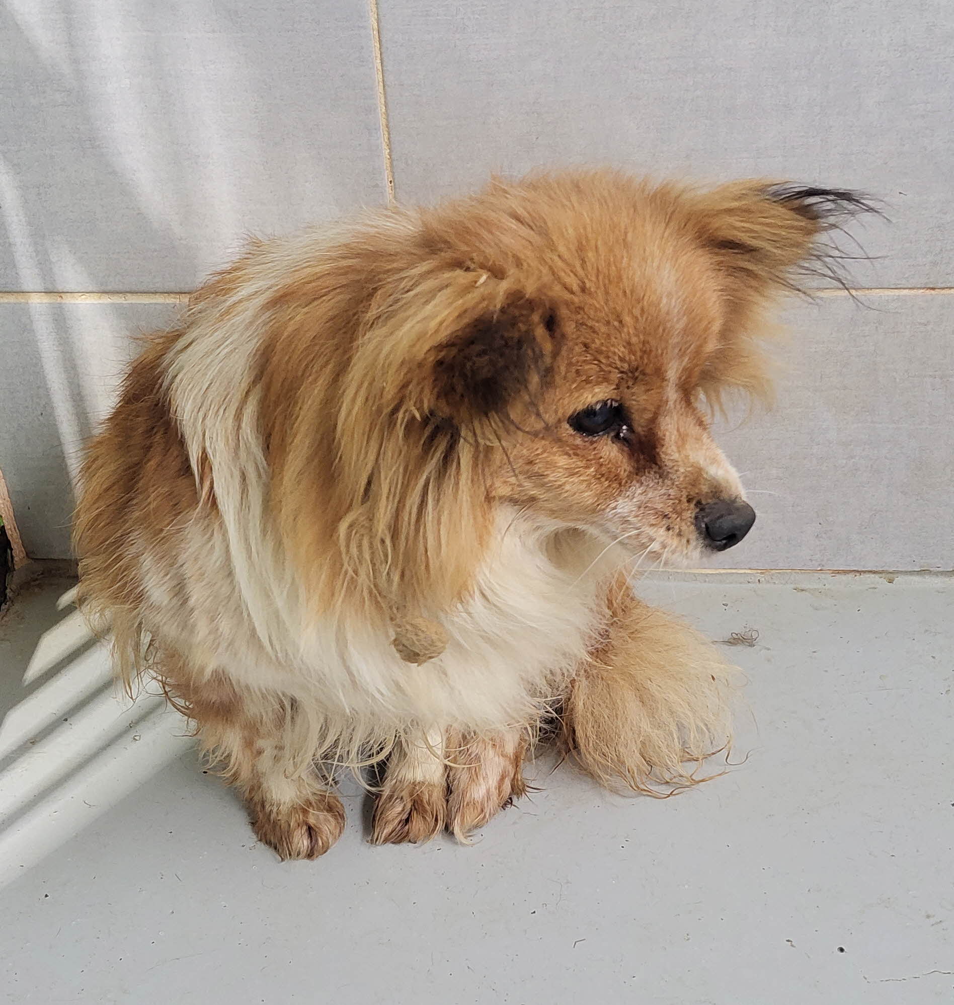 울진군동물보호센터_447525202400082
