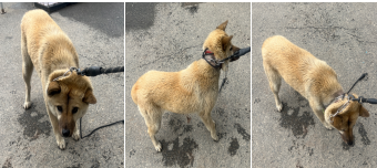 부산동물보호센터_426326202400107