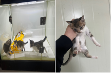 보호중 한국 고양이…