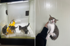 보호중 한국 고양이…