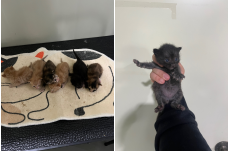 보호중 한국 고양이…